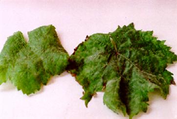 Külleme hastalığının asma yaprağındaki belirtileri